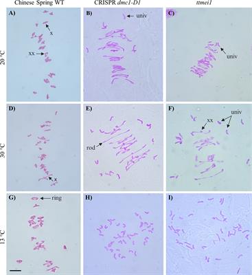 DMC1 stabilizes crossovers at high and low temperatures during wheat meiosis